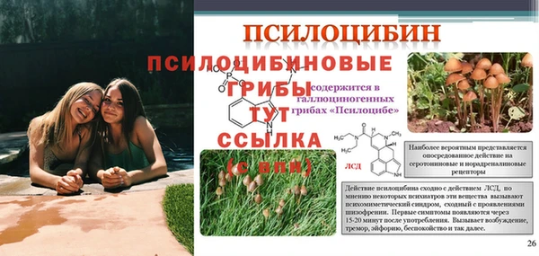 крисы Калининец